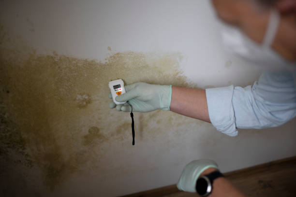 Best Mold Removal Process  in Okeechobee, FL