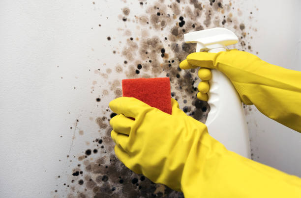 Best Best Mold Removal Companies  in Okeechobee, FL