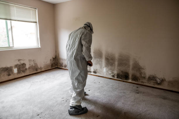 Best Crawl Space Mold Removal  in Okeechobee, FL