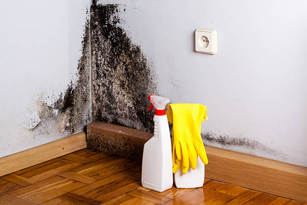 Best Toxic Mold Removal  in Okeechobee, FL